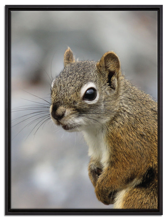 kleines wachsames Eichhörnchen auf Leinwandbild gerahmt Größe 80x60