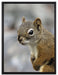 kleines wachsames Eichhörnchen auf Leinwandbild gerahmt Größe 80x60