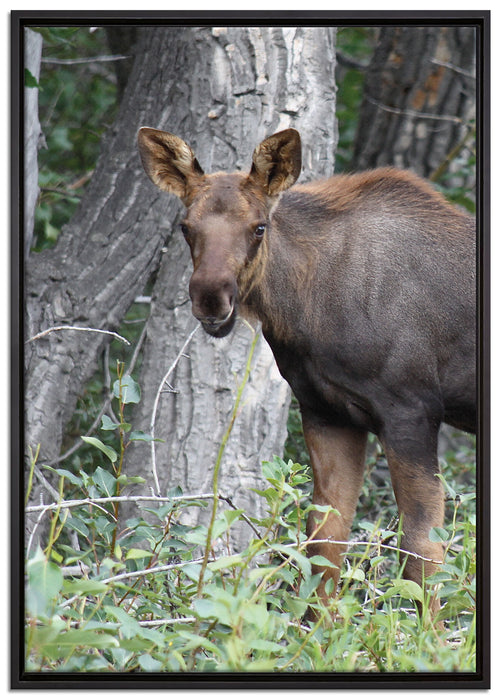 schöne Elchkuh im hohen Gras auf Leinwandbild gerahmt Größe 100x70
