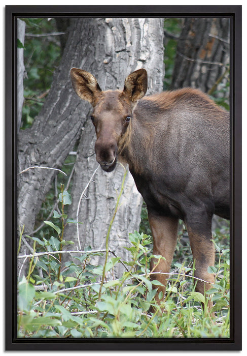 schöne Elchkuh im hohen Gras auf Leinwandbild gerahmt Größe 60x40