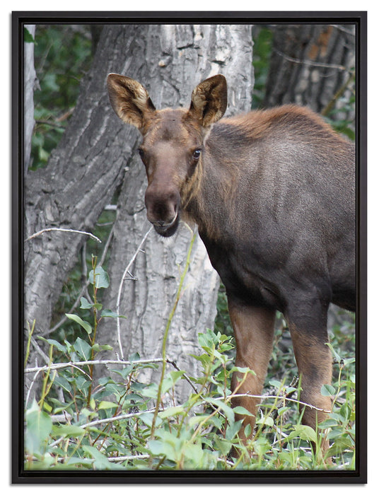 schöne Elchkuh im hohen Gras auf Leinwandbild gerahmt Größe 80x60