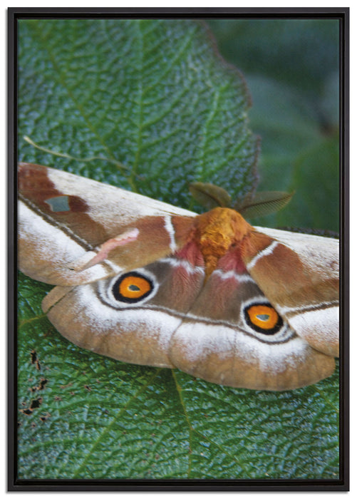 Schmetterling auf Blatt auf Leinwandbild gerahmt Größe 100x70