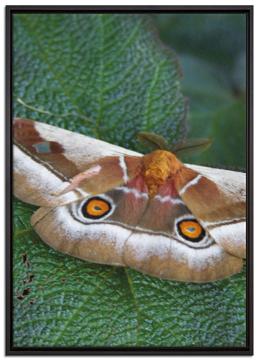 Schmetterling auf Blatt auf Leinwandbild gerahmt Größe 100x70