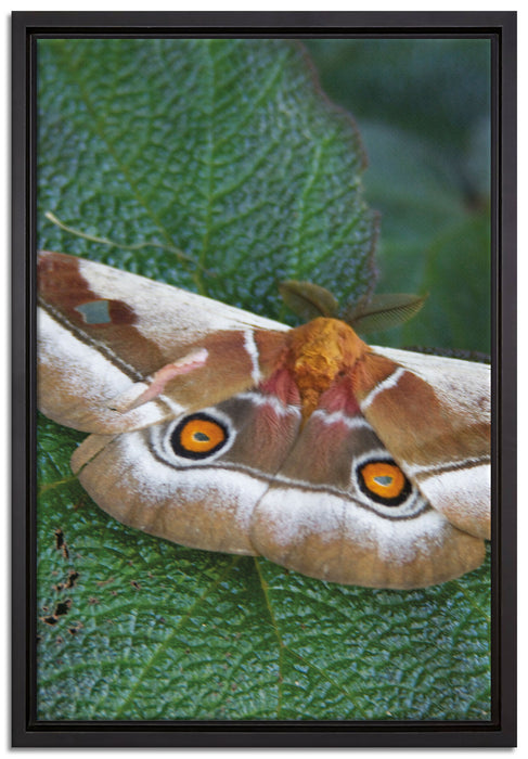 Schmetterling auf Blatt auf Leinwandbild gerahmt Größe 60x40