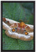 Schmetterling auf Blatt auf Leinwandbild gerahmt Größe 60x40