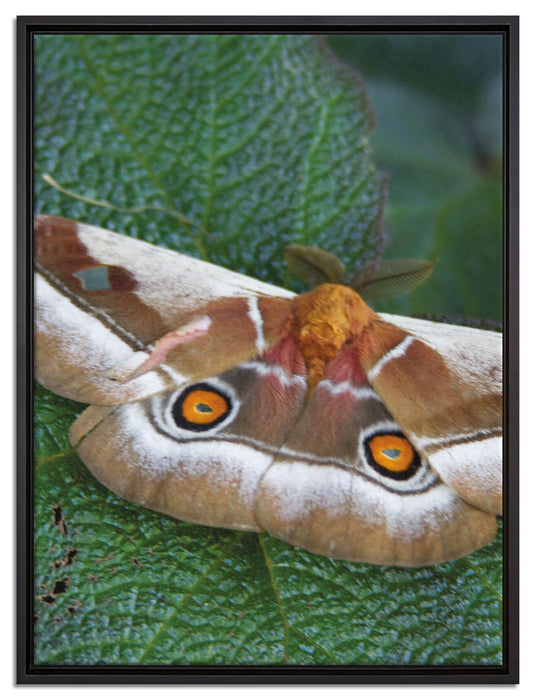 Schmetterling auf Blatt auf Leinwandbild gerahmt Größe 80x60