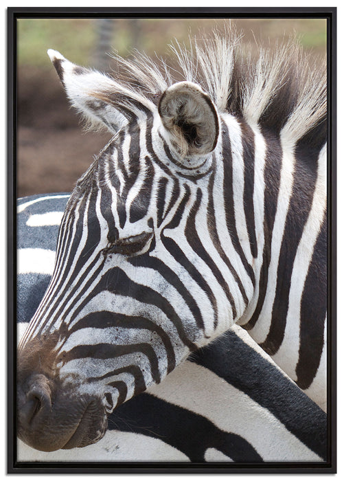 prächtiges Zebra auf Leinwandbild gerahmt Größe 100x70
