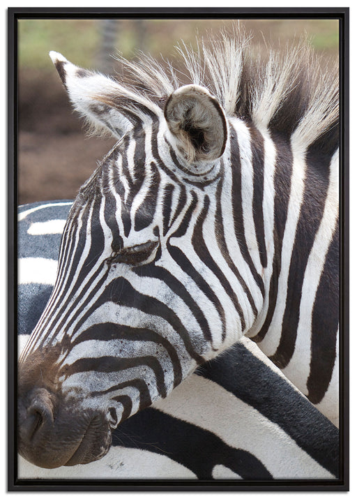 prächtiges Zebra auf Leinwandbild gerahmt Größe 100x70