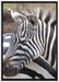 prächtiges Zebra auf Leinwandbild gerahmt Größe 100x70