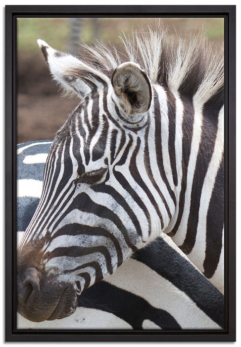 prächtiges Zebra auf Leinwandbild gerahmt Größe 60x40