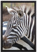 prächtiges Zebra auf Leinwandbild gerahmt Größe 60x40