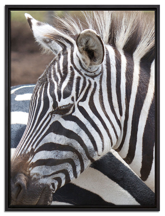 prächtiges Zebra auf Leinwandbild gerahmt Größe 80x60