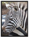 prächtiges Zebra auf Leinwandbild gerahmt Größe 80x60