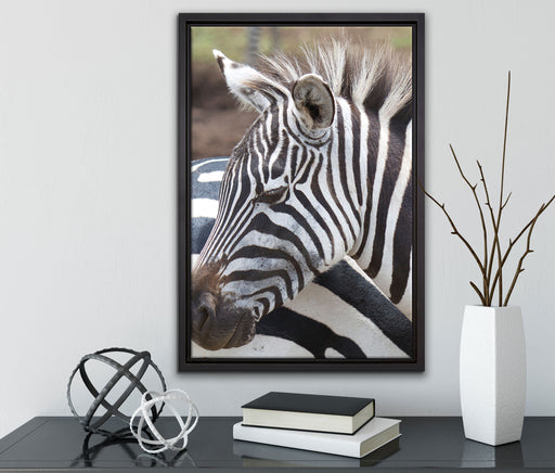 prächtiges Zebra auf Leinwandbild gerahmt mit Kirschblüten