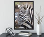 prächtiges Zebra auf Leinwandbild gerahmt mit Kirschblüten