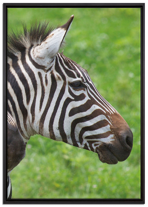 schönes Zebrapaar auf Leinwandbild gerahmt Größe 100x70