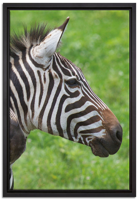 schönes Zebrapaar auf Leinwandbild gerahmt Größe 60x40