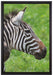 schönes Zebrapaar auf Leinwandbild gerahmt Größe 60x40