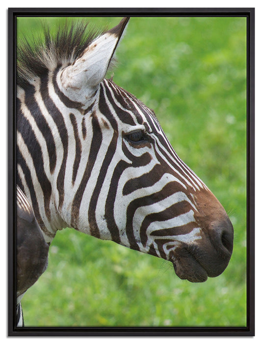 schönes Zebrapaar auf Leinwandbild gerahmt Größe 80x60