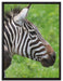 schönes Zebrapaar auf Leinwandbild gerahmt Größe 80x60