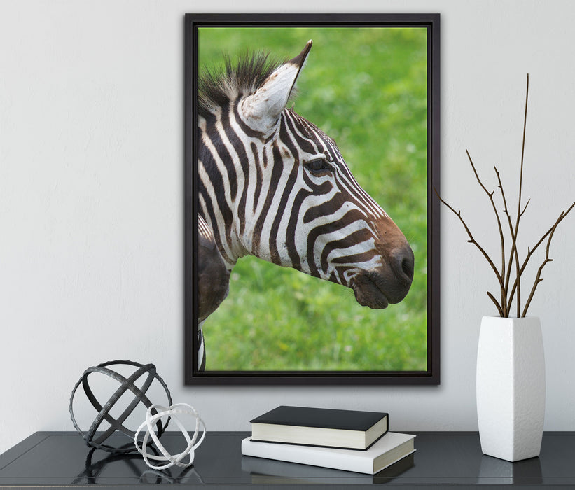 schönes Zebrapaar auf Leinwandbild gerahmt mit Kirschblüten