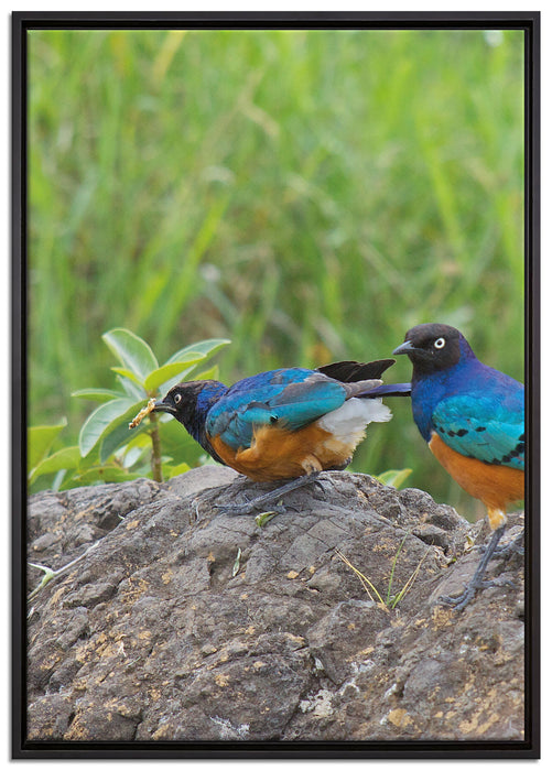 Vögel auf einem Stein auf Leinwandbild gerahmt Größe 100x70