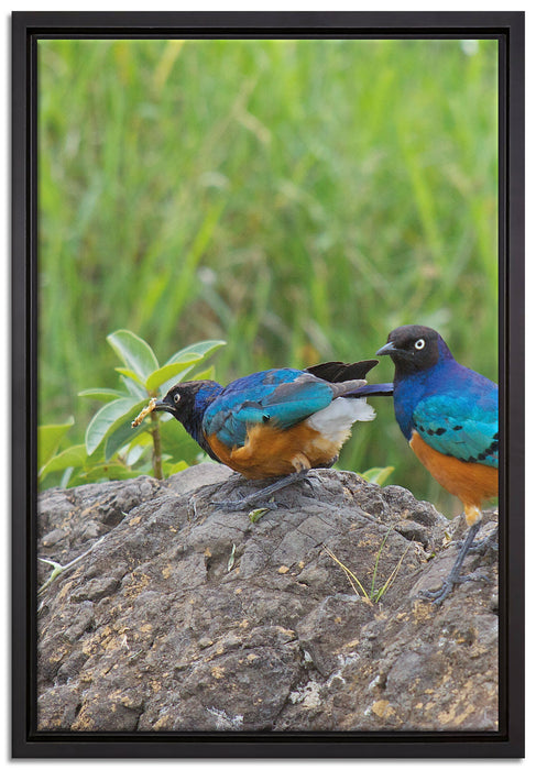 Vögel auf einem Stein auf Leinwandbild gerahmt Größe 60x40