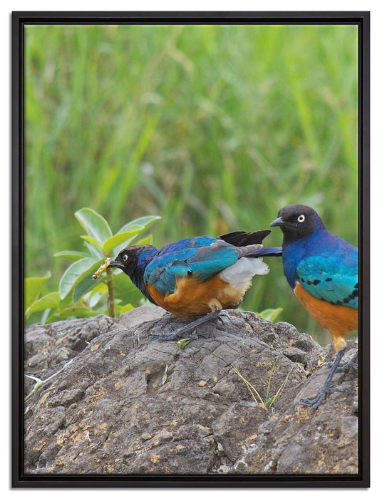 Vögel auf einem Stein auf Leinwandbild gerahmt Größe 80x60