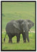 gigantischer Elefant im Gras auf Leinwandbild gerahmt Größe 100x70