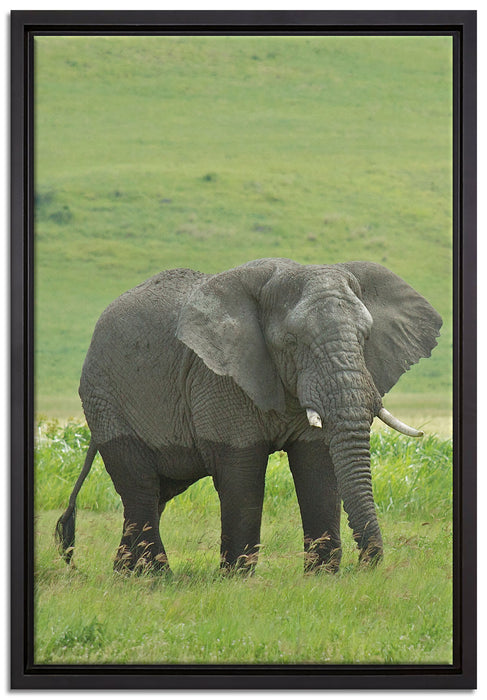 gigantischer Elefant im Gras auf Leinwandbild gerahmt Größe 60x40