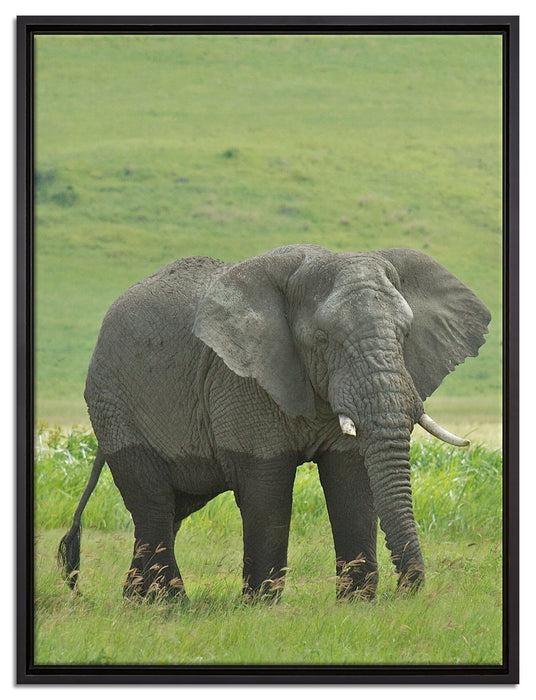 gigantischer Elefant im Gras auf Leinwandbild gerahmt Größe 80x60