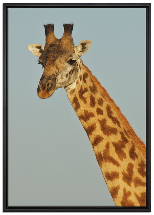 majestätische Giraffe auf Leinwandbild gerahmt Größe 100x70