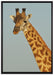 majestätische Giraffe auf Leinwandbild gerahmt Größe 100x70