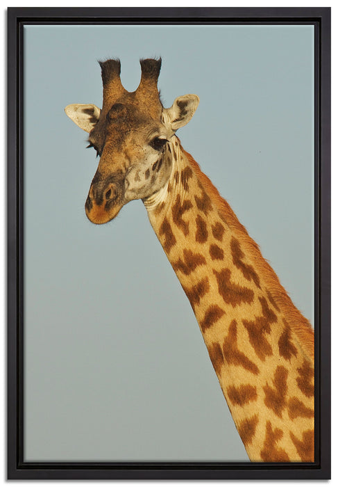 majestätische Giraffe auf Leinwandbild gerahmt Größe 60x40