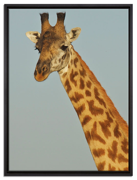 majestätische Giraffe auf Leinwandbild gerahmt Größe 80x60