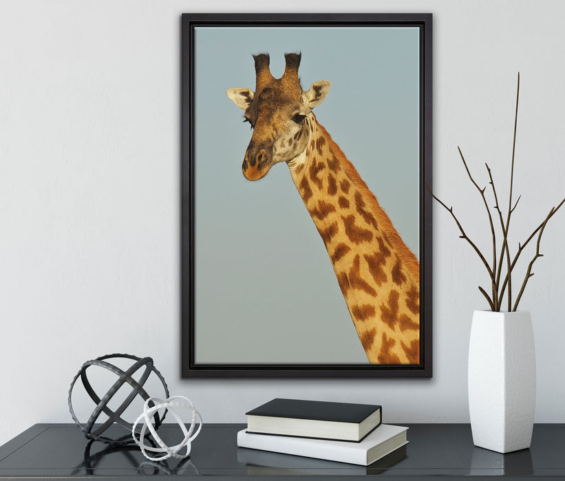 majestätische Giraffe auf Leinwandbild gerahmt mit Kirschblüten