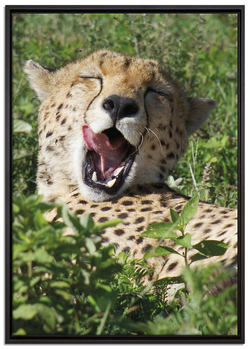 müder Gepard ruht auf Wiese auf Leinwandbild gerahmt Größe 100x70