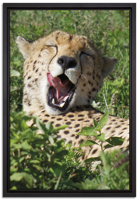 müder Gepard ruht auf Wiese auf Leinwandbild gerahmt Größe 60x40
