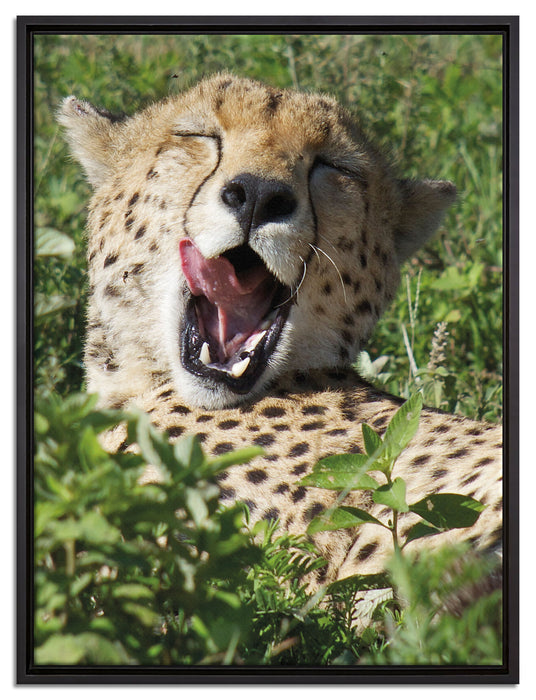 müder Gepard ruht auf Wiese auf Leinwandbild gerahmt Größe 80x60
