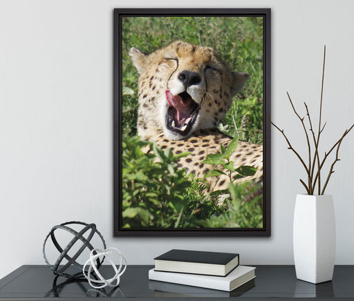 müder Gepard ruht auf Wiese auf Leinwandbild gerahmt mit Kirschblüten