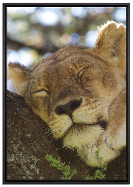 müde Löwin ruht auf Baum auf Leinwandbild gerahmt Größe 100x70