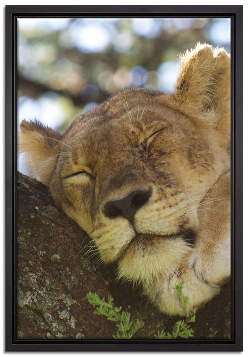 müde Löwin ruht auf Baum auf Leinwandbild gerahmt Größe 60x40