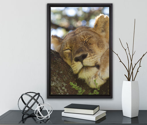 müde Löwin ruht auf Baum auf Leinwandbild gerahmt mit Kirschblüten