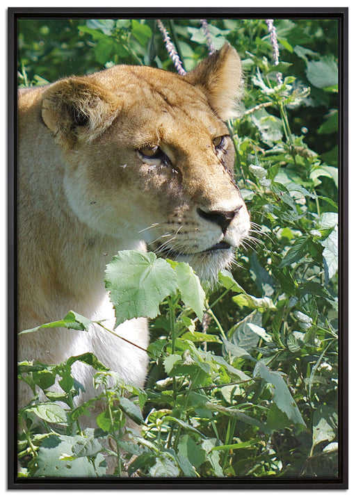wachsame Löwin auf Leinwandbild gerahmt Größe 100x70