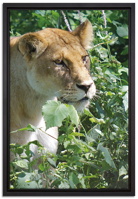 wachsame Löwin auf Leinwandbild gerahmt Größe 60x40