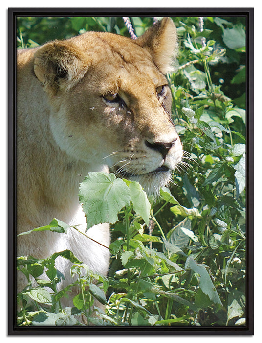 wachsame Löwin auf Leinwandbild gerahmt Größe 80x60