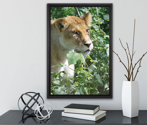 wachsame Löwin auf Leinwandbild gerahmt mit Kirschblüten