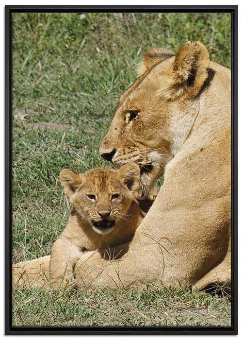 Löwin putzt ihr auf Leinwandbild gerahmt Größe 100x70