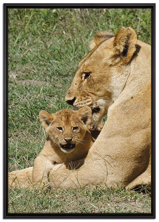 Löwin putzt ihr auf Leinwandbild gerahmt Größe 100x70
