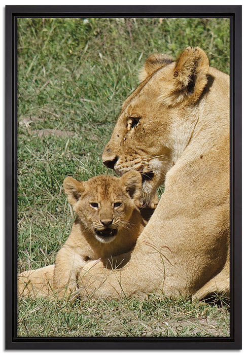 Löwin putzt ihr auf Leinwandbild gerahmt Größe 60x40